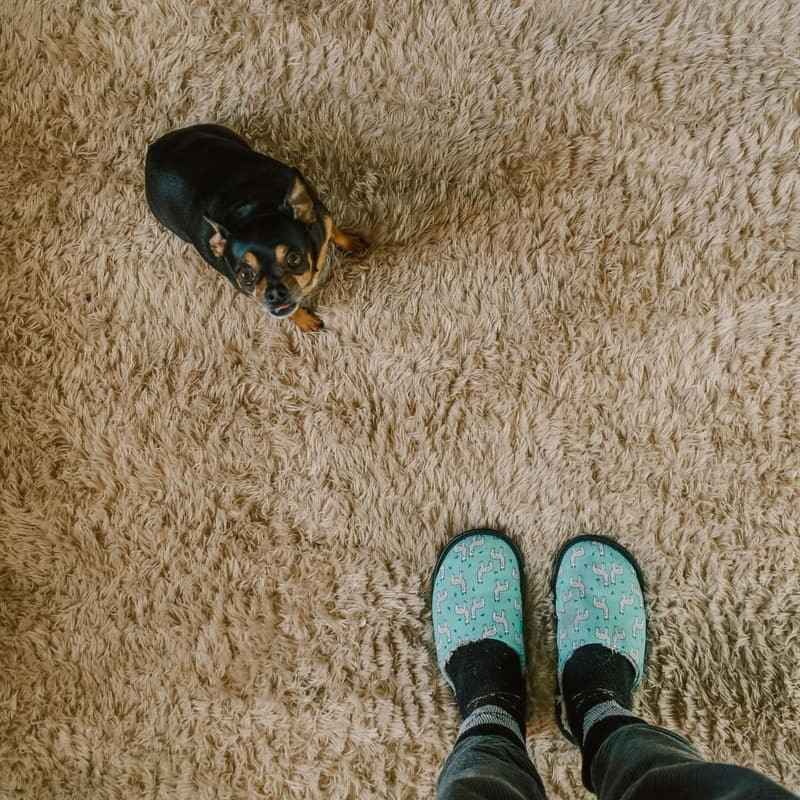 Beige shag carpet installation in a cozy home with a small dog and person wearing turquoise slippers.